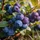 869f467f-3cdd-48de-b4a9-0c813c885f65-seedream-4.5_a_lush_bush_of_blueberries_with_large_juicy_berries_the_leaves_are_a_vibrant_gre-0.jpg