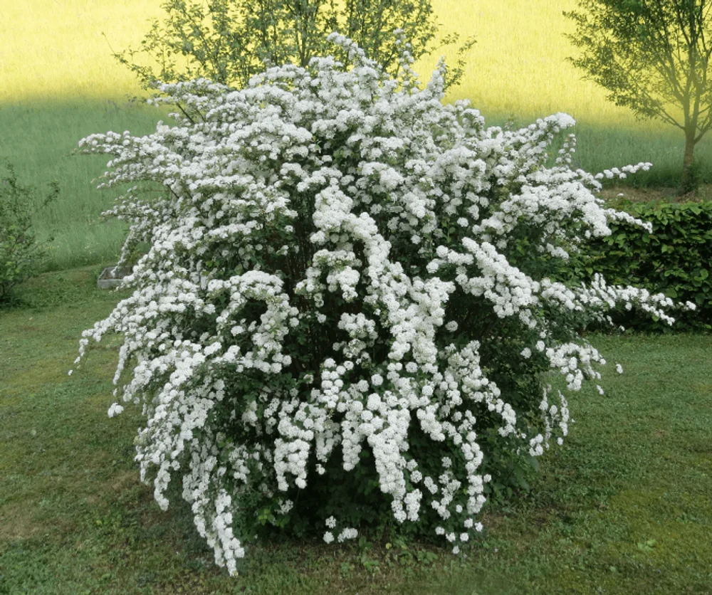 Спиреи