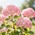 75068ca9-f069-48b0-b31a-e610feff3949-seedream-4.5_размытая_перспектива_цветущего_сада_в_цент-0(3).jpg
