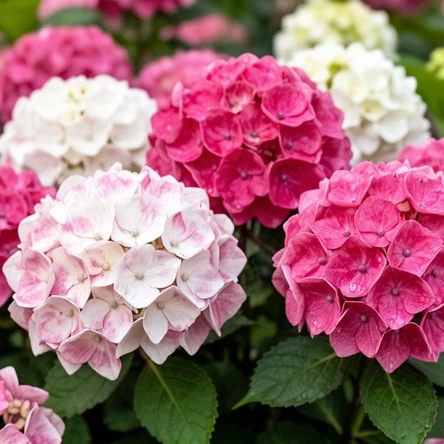 Гортензии Крупнолистовые