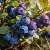 869f467f-3cdd-48de-b4a9-0c813c885f65-seedream-4.5_a_lush_bush_of_blueberries_with_large_juicy_berries_the_leaves_are_a_vibrant_gre-0.jpg