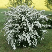 901b48e0-d7d6-47b7-afb6-608367270102-спиреявангутта.png