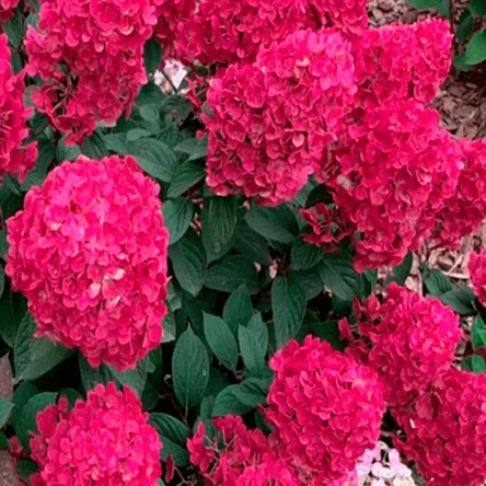 Гортензии Метельчатые
