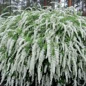 44b8fce8-593f-43bc-89d2-6bce7d43b1b4-серая.png