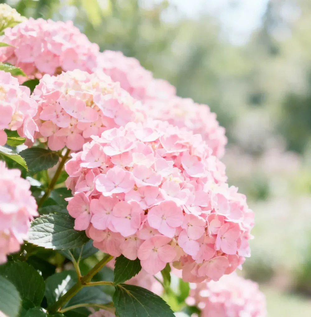 Мы - мини-питомник Бесконечное Лето